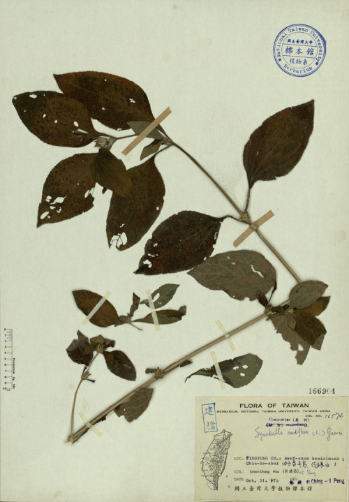 Synedrella nodiflora (L.) Gaertn._標本_BRCM 3844