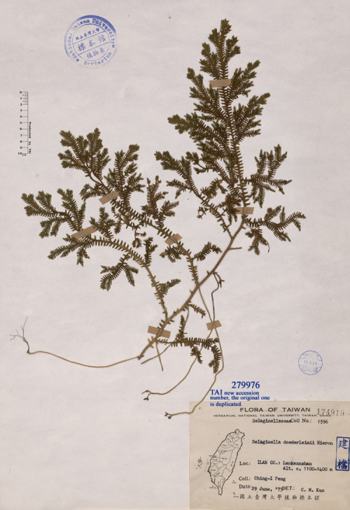 Selaginella doederleinii Hieron._標本_BRCM 4748