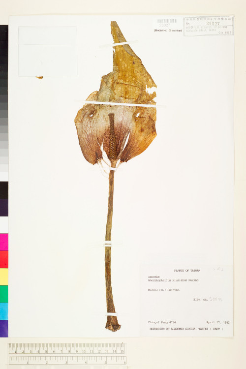 Amorphophallus kiusianus (Makino) Makino_標本_BRCM 5957