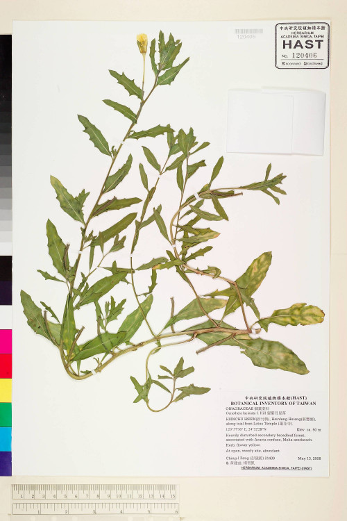Oenothera laciniata J. Hill_標本_BRCM 6002