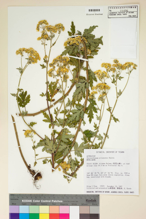 Chrysanthemum arisanense Hayata_標本_BRCM 7507