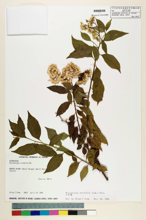 Microglossa pyrifolia (Lam.) Kuntze_標本_BRCM 6510