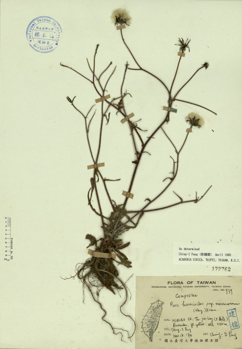 Picris hieracioides ssp. morrisonensis (Hay.) Kitam._標本_BRCM 4317
