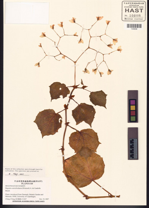 Begonia convolvulacea標本_BRCM 8492
