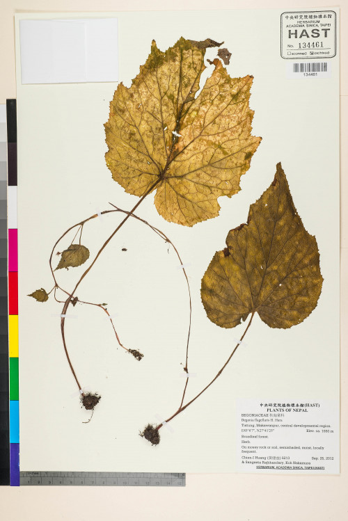 Begonia flagellaris標本_BRCM 2705