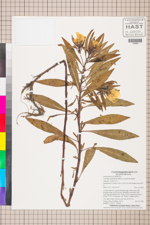 Ludwigia grandiflora (Michx.) Greuter & Burdet_標本_BRCM 3451