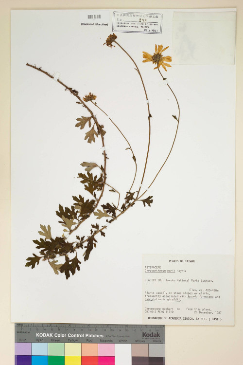 Chrysanthemum morii Hayata_標本_BRCM 7051