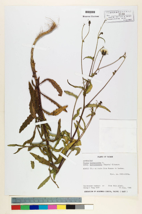 Picris hieracioides L. subsp. morrisonensis (Hayata) Kitam._標本_BRCM 6834