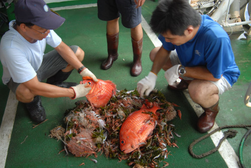 搭乘研究船做深海生物採集—於甲板上進行標本的初步分類