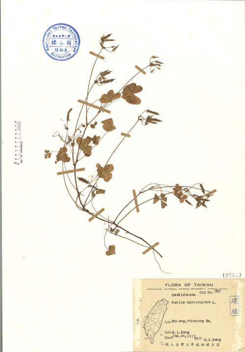 Oxalis corniculata L._標本_BRCM 4624