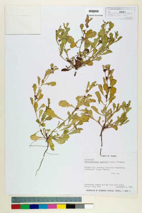 Sphaeromorphaea australis (Less.) Kitam._標本_BRCM 6594