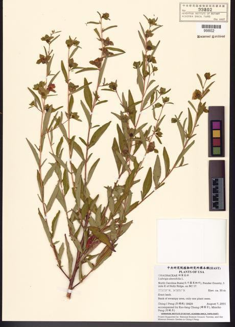 Ludwigia alternifolia L._標本_BRCM 7752