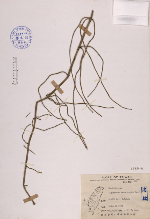 Equisetum ramosissimum Desf._標本_BRCM 4059