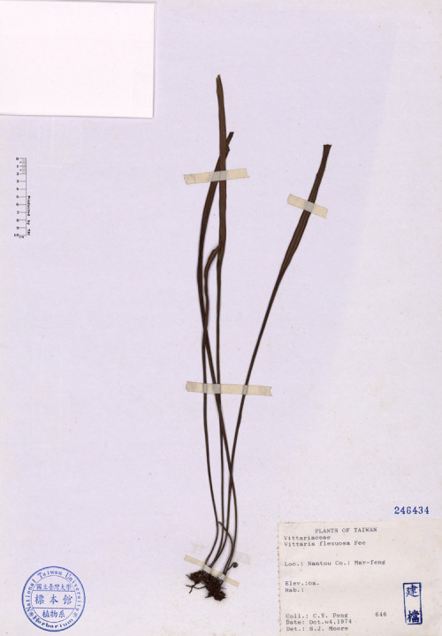 Vittaria flexuosa Fée_標本_BRCM 4679
