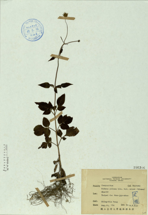 Bidens pilosa Lin. var. minor (Blume) Sherff_標本_BRCM 4586