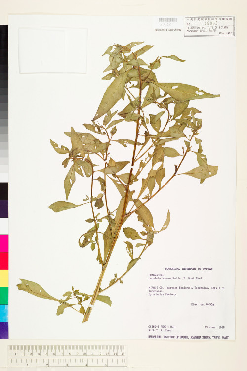 Ludwigia hyssopifolia (G. Don) Exell_標本_BRCM 3626
