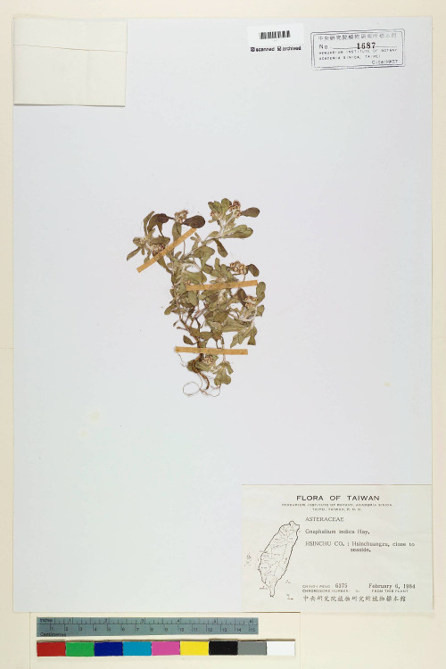 Gnaphalium indicum L._標本_BRCM 5555