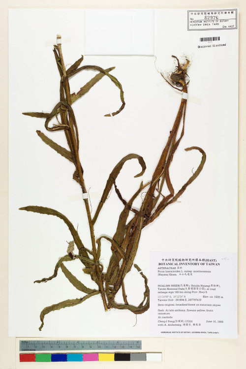 Picris hieracioides L. subsp. morrisonensis (Hayata) Kitam._標本_BRCM 7524