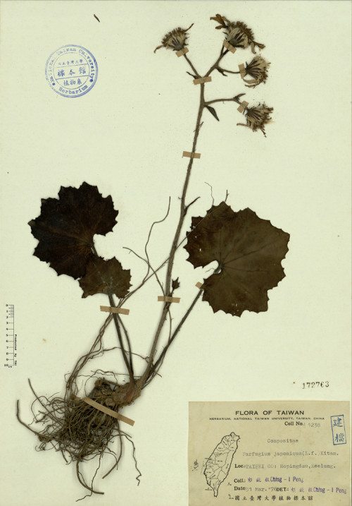 Farfugium japonicum (L. f.) Kitam._標本_BRCM 4318
