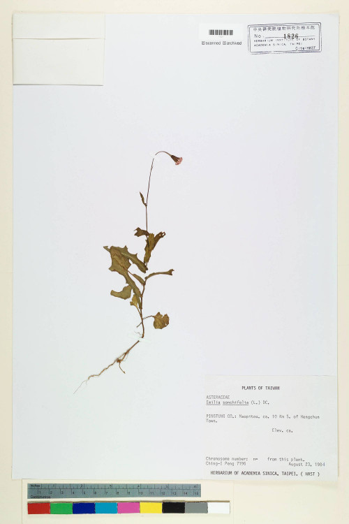 Emilia sonchifolia (L.) DC._標本_BRCM 5210