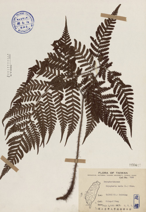 Dryopteris varia (L.) Ktze._標本_BRCM 4008