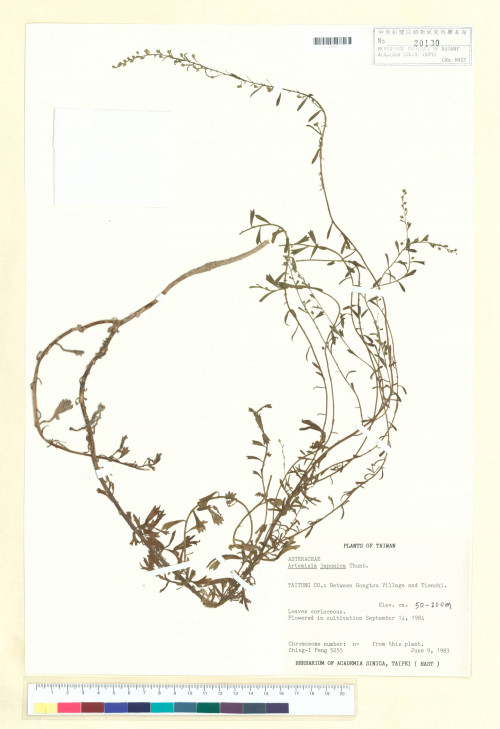 Artemisia japonica Thunb._標本_BRCM 6378