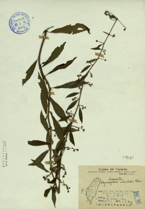 Rhynchospermum verticillatum Reinw._標本_BRCM 4451