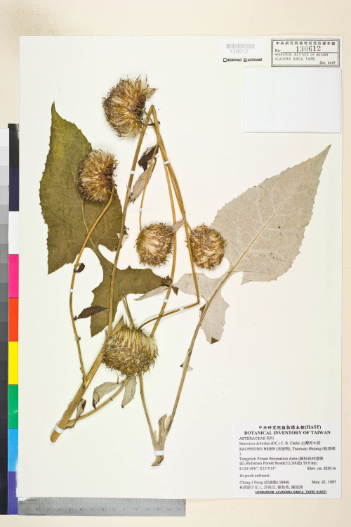Saussurea deltoidea (DC.) C. B. Clarke_標本_BRCM 7486
