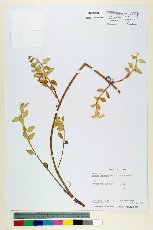 Wedelia prostrata (Hook. & Arn.) Hemsl._標本_BRCM 6560