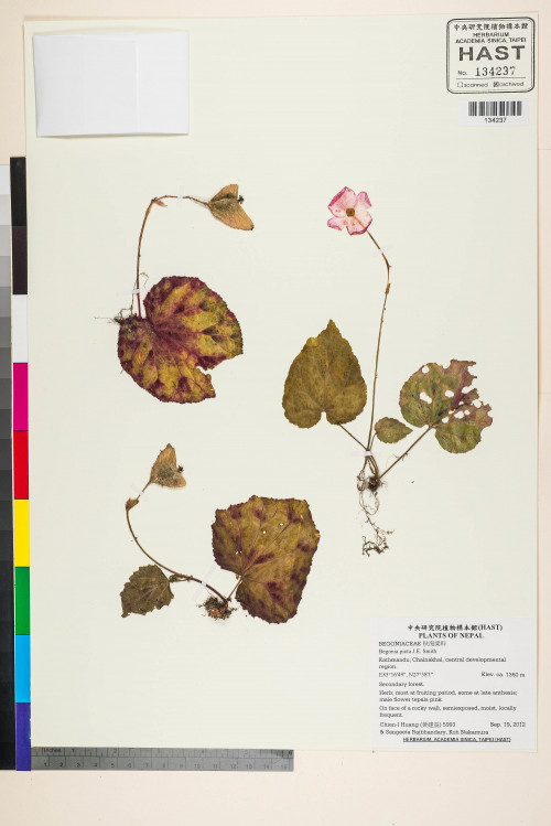 Begonia picta標本_BRCM 2690