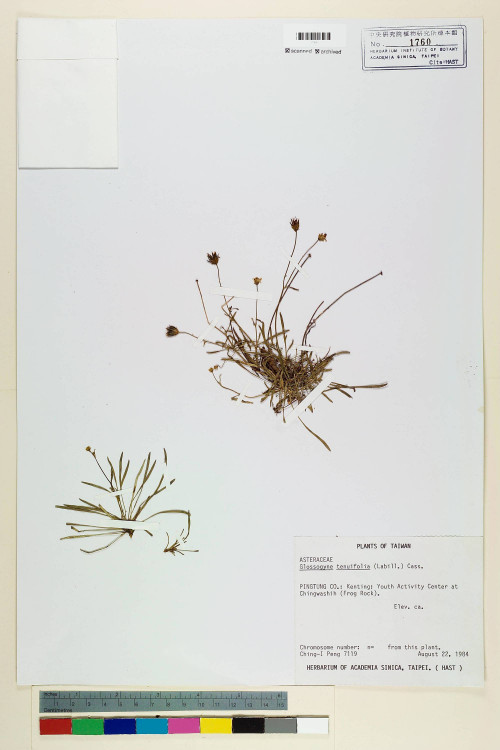 Glossogyne tenuifolia (Labill.) Cass._標本_BRCM 6579