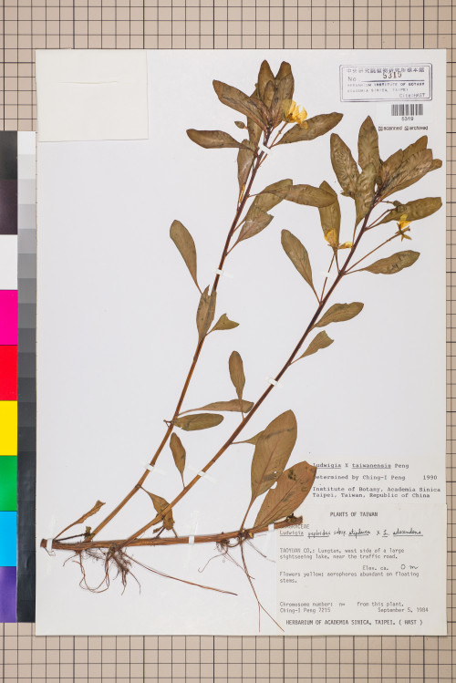 Ludwigia ×taiwanensis C.I Peng_標本_BRCM 3598