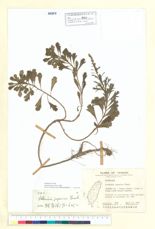 Artemisia japonica Thunb._標本_BRCM 6639