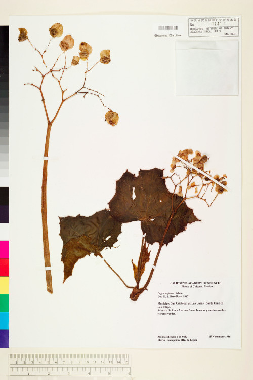 Begonia fusca標本_BRCM 1121