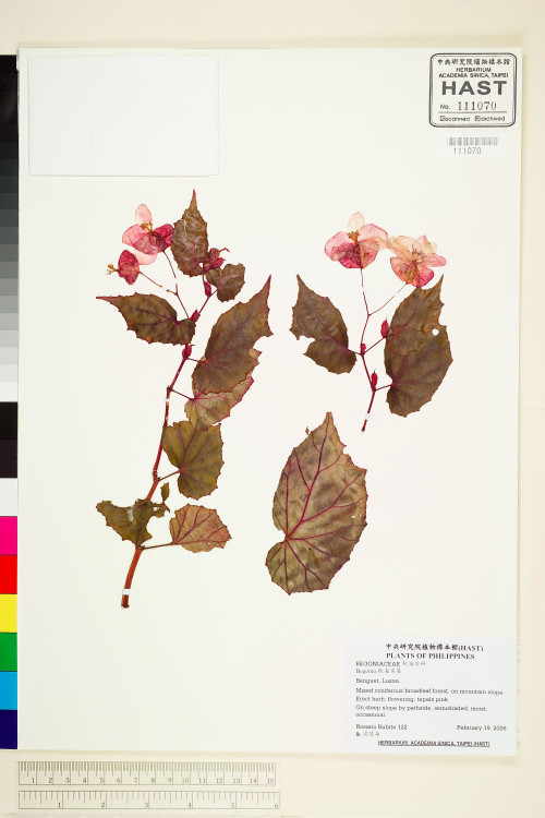 Begonia merrittii標本_BRCM 1938