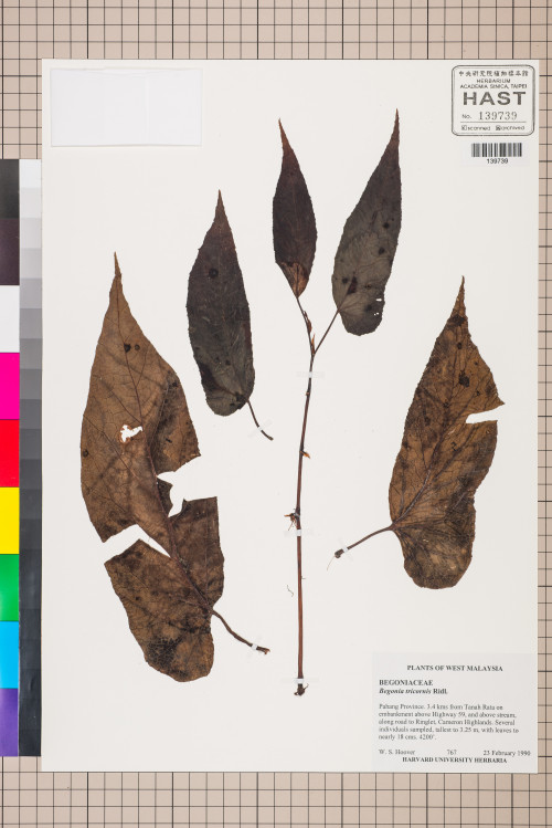 Begonia tricornis標本_BRCM 2807