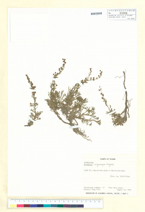 Artemisia oligocarpa Hayata_標本_BRCM 6430