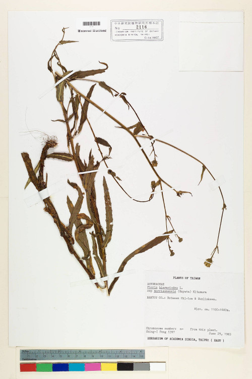 Picris hieracioides L. subsp. morrisonensis (Hayata) Kitam._標本_BRCM 6398