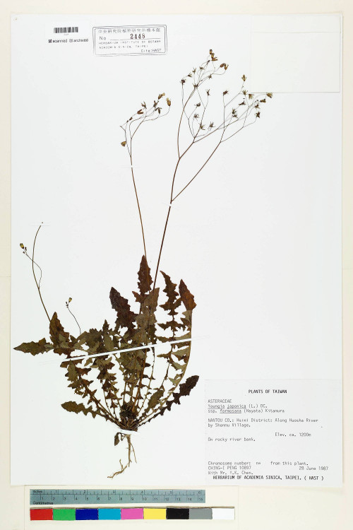 Youngia japonica (L.) DC. subsp. monticola Koh Nakam. & C.I Peng_標本_BRCM 5498
