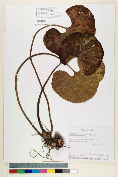 Farfugium japonicum (L.) Kitam. var. japonicum_標本_BRCM 6966