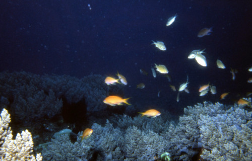 海底景觀—琉球嶼