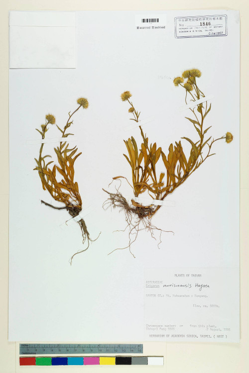 Erigeron morrisonensis Hayata_標本_BRCM 5041