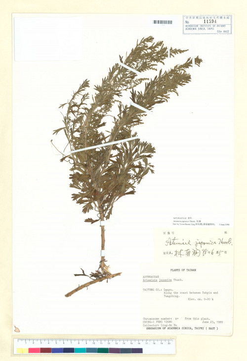 Artemisia japonica Thunb._標本_BRCM 7244