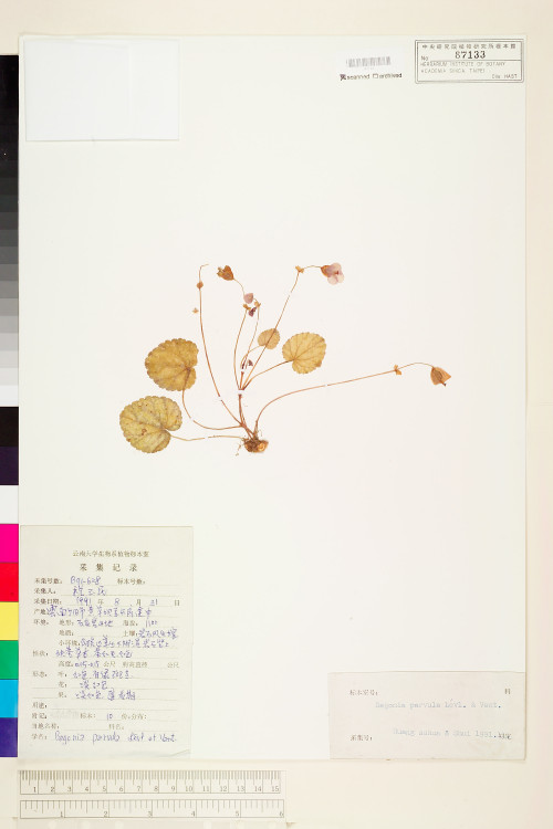 Begonia parvula標本_BRCM 1513