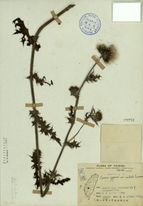 Cirsium japonicum var. australe Kitamura_標本_BRCM 4297