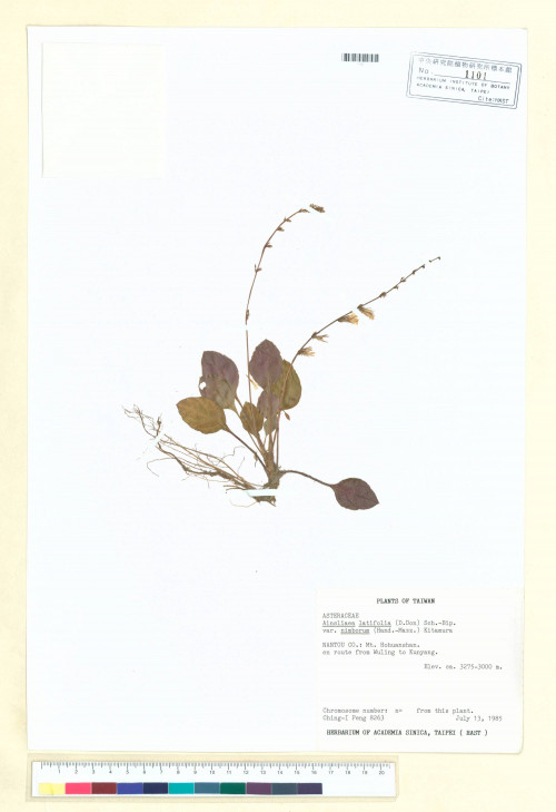 Ainsliaea latifolia (D. Don) Sch.-Bip. var. nimborum (Hand.-Mazz.) Kitam._標本_BRCM 6705