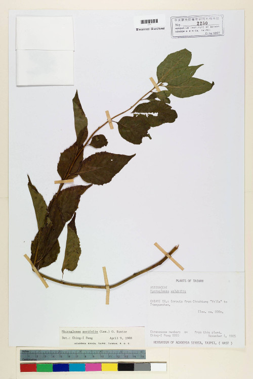 Microglossa pyrifolia (Lam.) Kuntze_標本_BRCM 6755