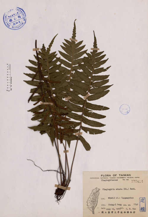 Plagiogyria adnata (Bl.) Bedd._標本_BRCM 4257