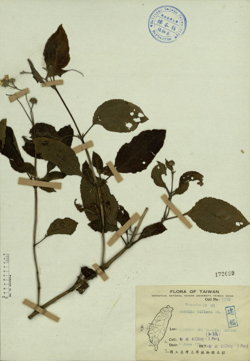 Wedelia biflora DC._標本_BRCM 4272