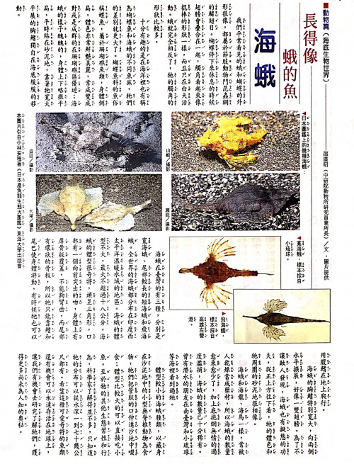 國語日報—海底生物世界：海蛾